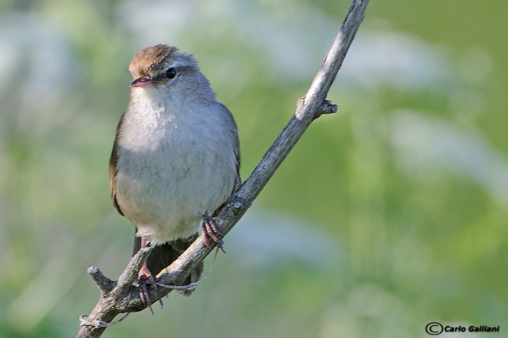 Lesbo paradiso della natura